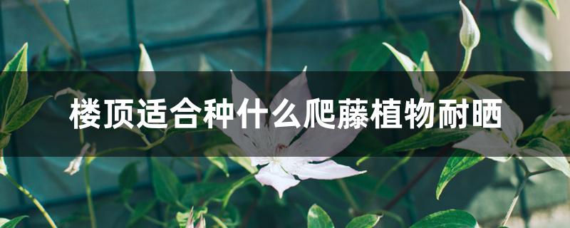 楼顶适合种什么爬藤植物耐晒 楼顶适合种什么爬藤植物耐晒