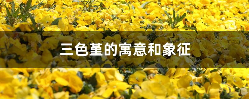 三色堇的寓意和象征 三色堇的寓意和象征