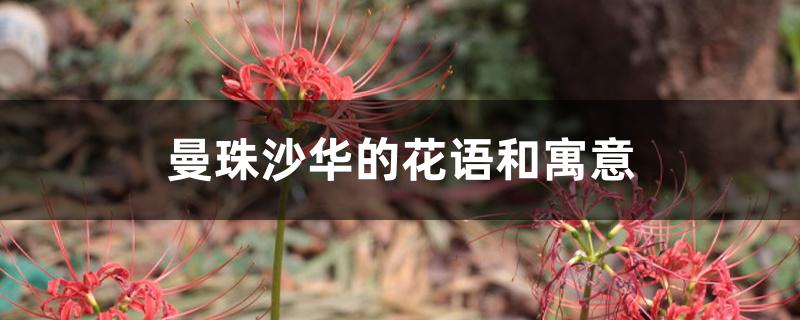 曼珠沙华的花语和寓意 曼珠沙华的花语和寓意