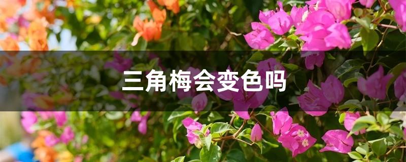 三角梅会变色吗 三角梅会变色吗
