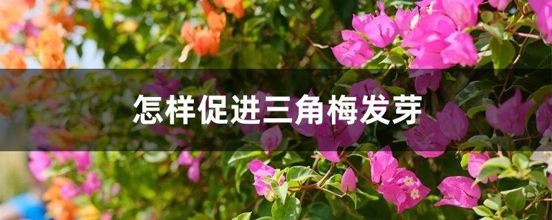 怎样促进三角梅发芽 怎样促进三角梅发芽
