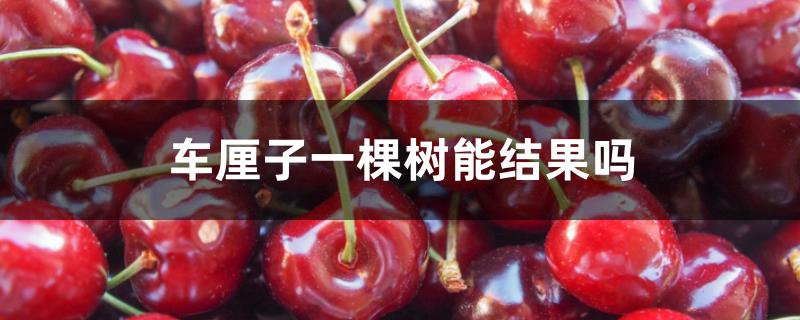 车厘子一棵树能结果吗 车厘子一棵树能结果吗