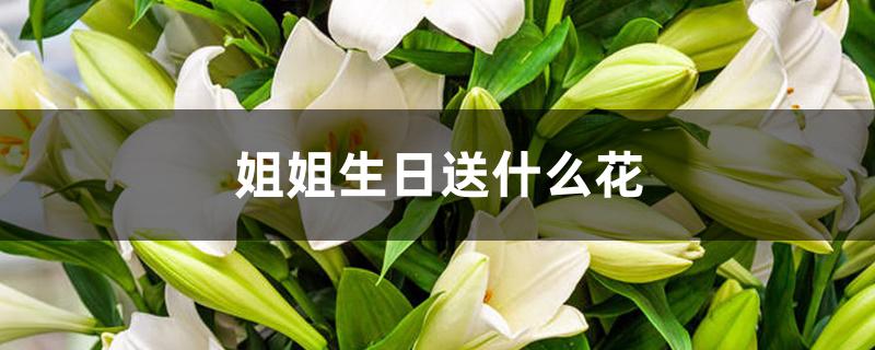 姐姐生日送什么花 姐姐生日送什么花