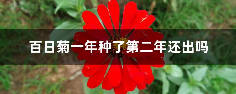 百日菊一年种了第二年还出吗 百日菊一年种了第二年还出吗
