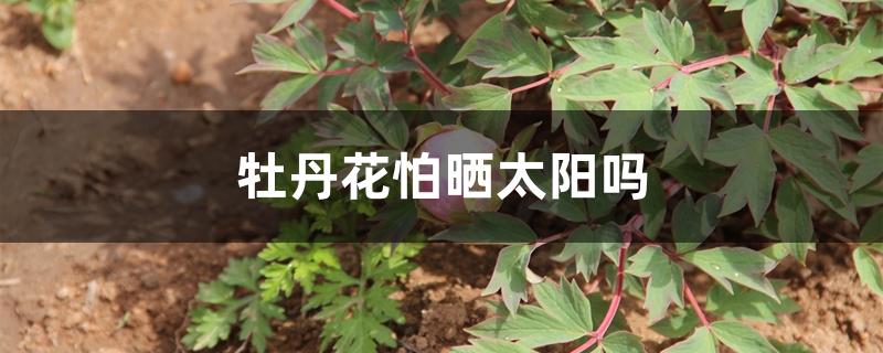 牡丹花怕晒太阳吗 牡丹花怕晒太阳吗
