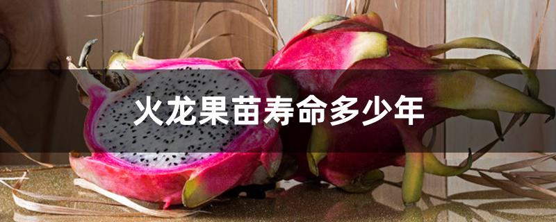 火龙果苗寿命多少年 火龙果苗寿命多少年