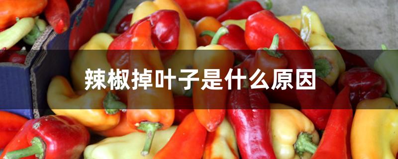 辣椒掉叶子是什么原因 辣椒掉叶子是什么原因