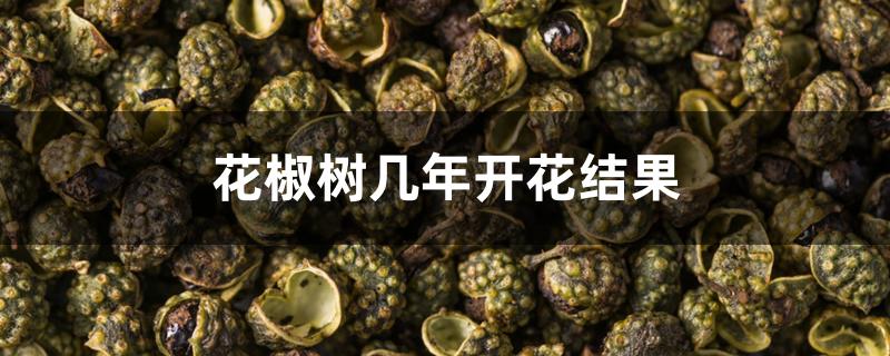 花椒树几年开花结果 花椒树几年开花结果