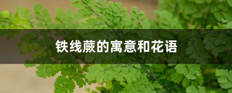 铁线蕨的寓意和花语 铁线蕨的寓意和花语