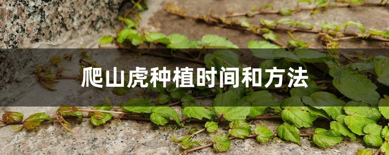 爬山虎种植时间和方法 爬山虎种植时间和方法