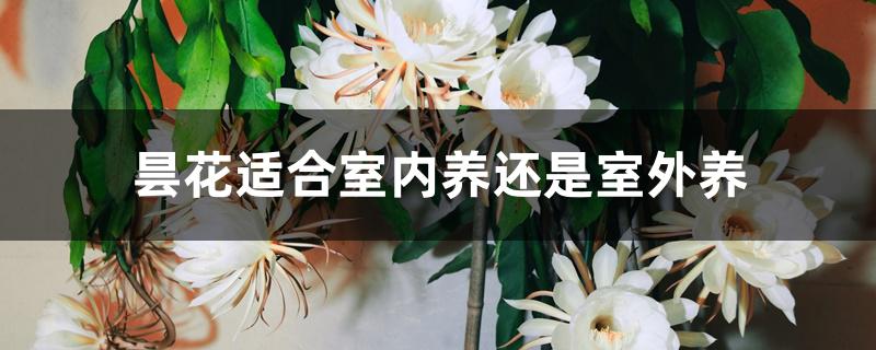 昙花适合室内养还是室外养 昙花适合室内养还是室外养