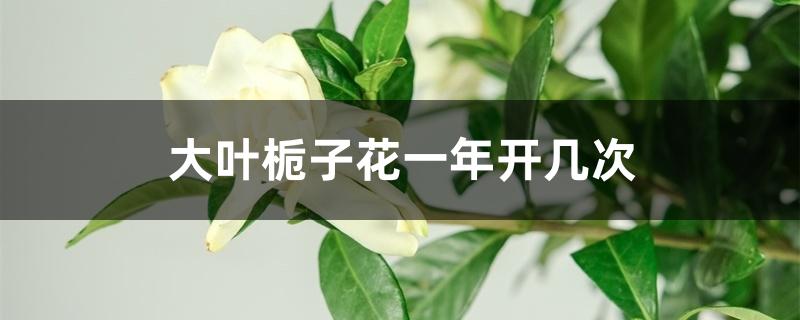 大叶栀子花一年开几次 大叶栀子花一年开几次