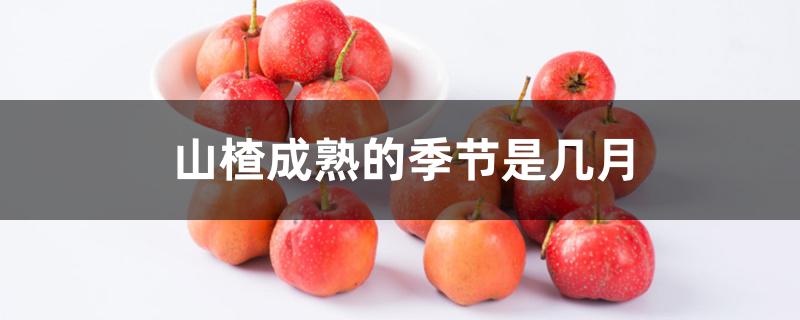 山楂成熟的季节是几月 山楂成熟的季节是几月