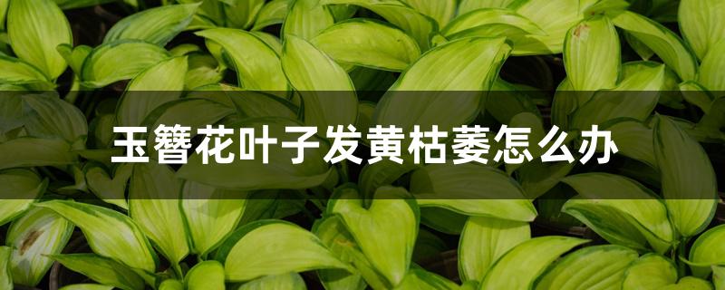 玉簪花叶子发黄枯萎怎么办