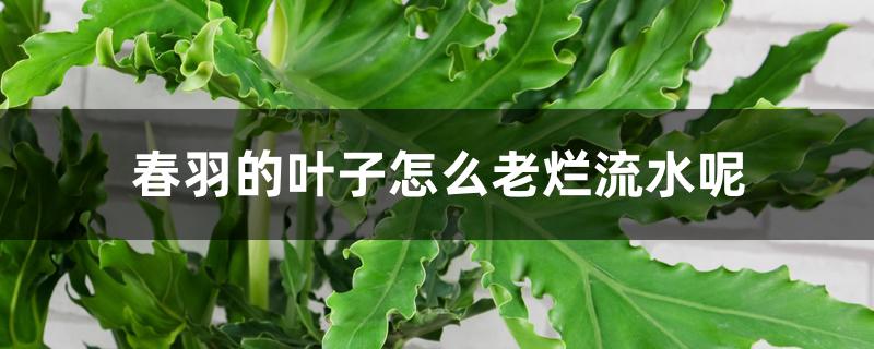 春羽的叶子怎么老烂流水呢 春羽的叶子怎么老烂流水呢