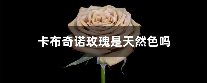 卡布奇诺玫瑰是天然色吗 卡布奇诺玫瑰是天然色吗