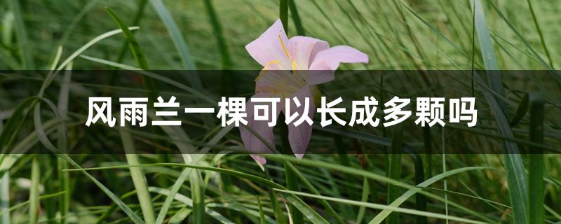 风雨兰一棵可以长成多颗吗 风雨兰一棵可以长成多颗吗