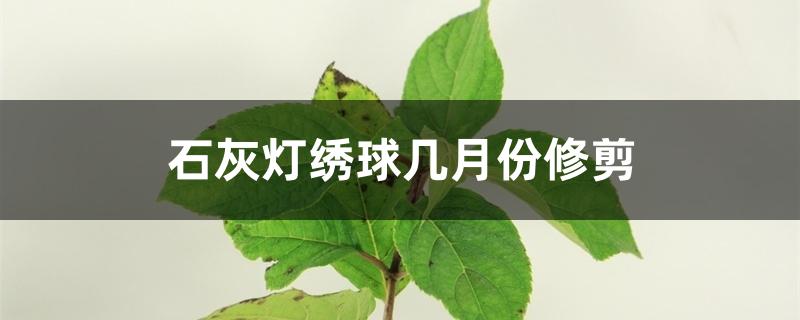 石灰灯绣球几月份修剪 石灰灯绣球几月份修剪