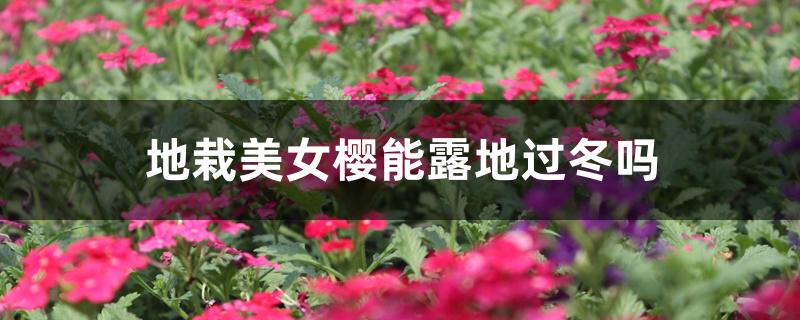 地栽美女樱能露地过冬吗 地栽美女樱能露地过冬吗