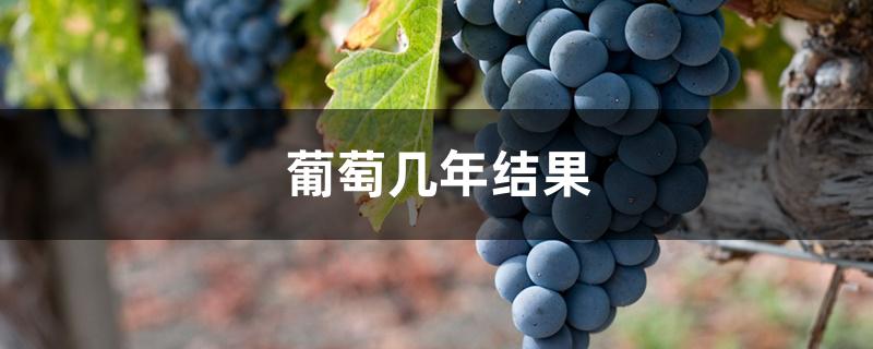 葡萄几年结果 葡萄几年结果