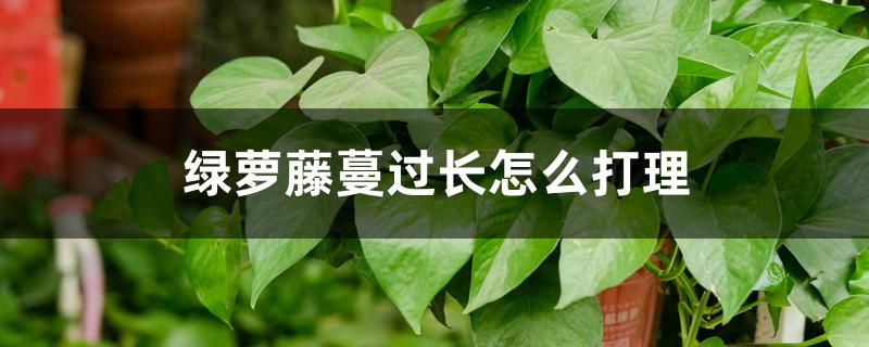 绿萝藤蔓过长怎么打理 绿萝藤蔓过长怎么打理