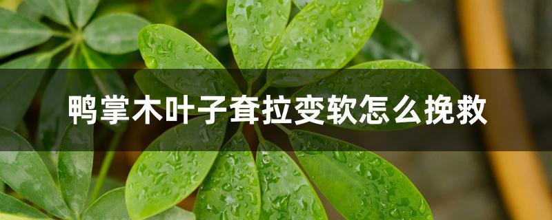 鸭掌木叶子耷拉变软怎么挽救