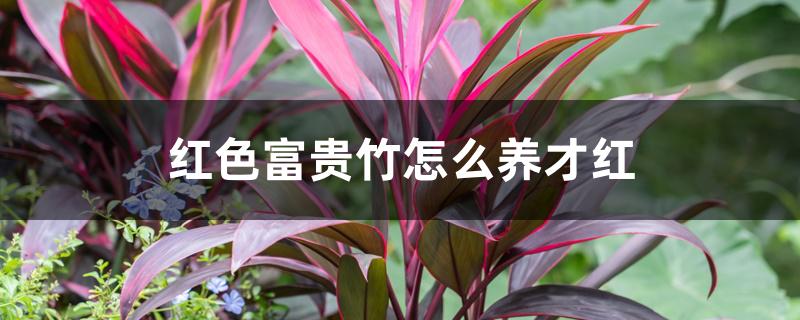 红色富贵竹怎么养才红