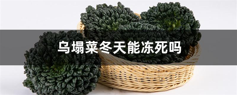 乌塌菜冬天能冻死吗 乌塌菜冬天能冻死吗