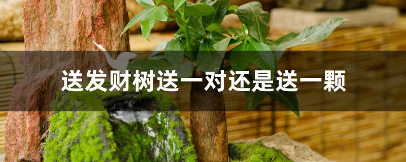 送发财树送一对还是送一颗 送发财树送一对还是送一颗