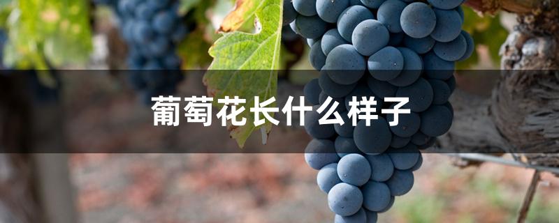 葡萄花长什么样子 葡萄花长什么样子