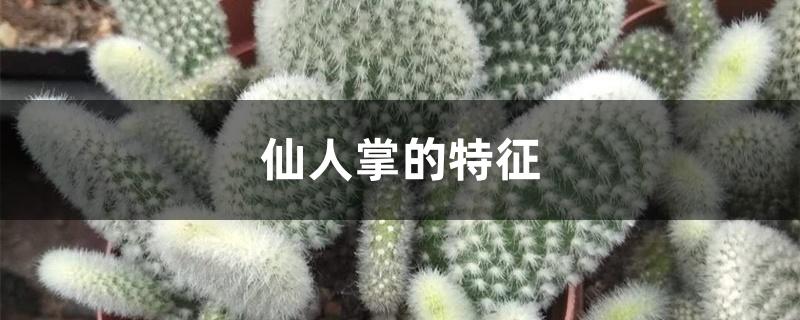 仙人掌的特征
