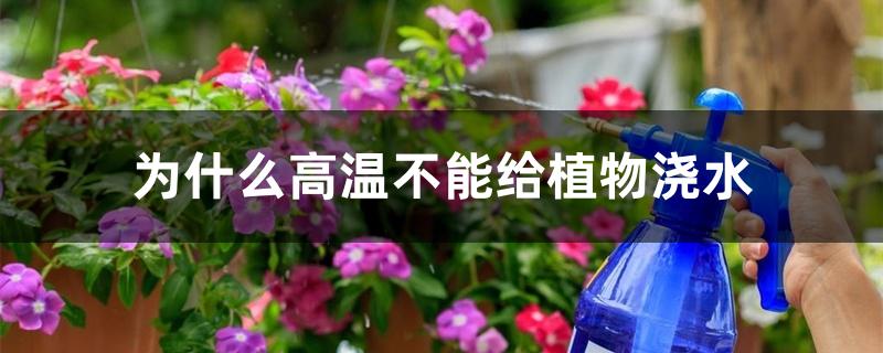 为什么高温不能给植物浇水 为什么高温不能给植物浇水