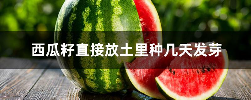 西瓜籽直接放土里种几天发芽 西瓜籽直接放土里种几天发芽