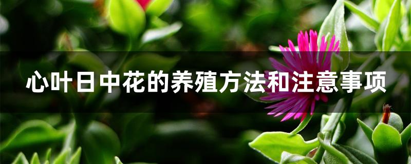 心叶日中花的养殖方法和注意事项 心叶日中花的养殖方法和注意事项