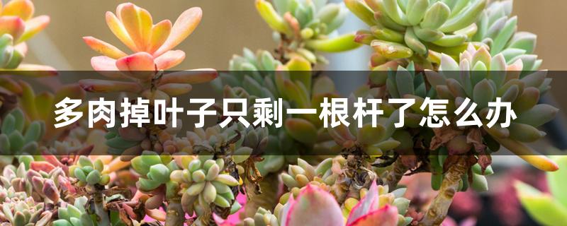 多肉掉叶子只剩一根杆了怎么办 多肉掉叶子只剩一根杆了怎么办