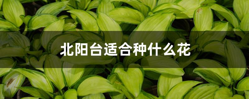 北阳台适合种什么花