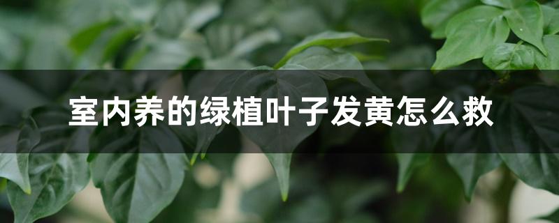 室内养的绿植叶子发黄怎么救 室内养的绿植叶子发黄怎么救