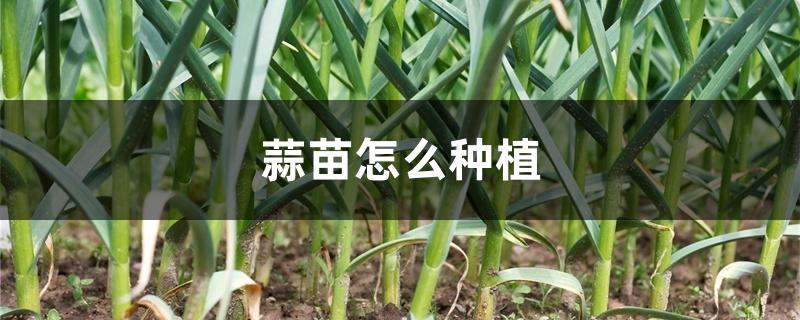 蒜苗怎么种植 蒜苗怎么种植
