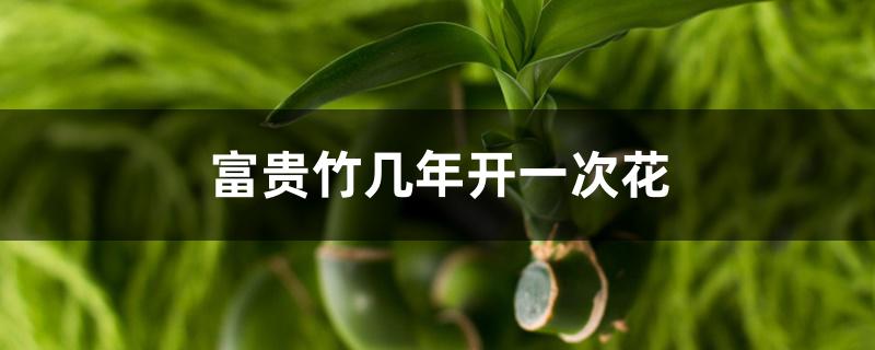 富贵竹几年开一次花 富贵竹几年开一次花