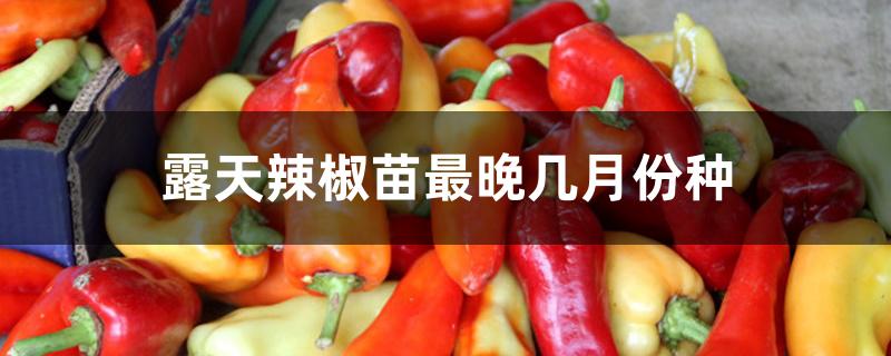 露天辣椒苗最晚几月份种 露天辣椒苗最晚几月份种