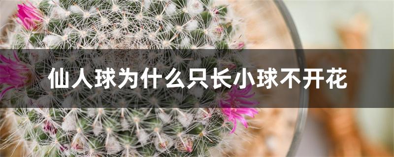 仙人球为什么只长小球不开花 仙人球为什么只长小球不开花