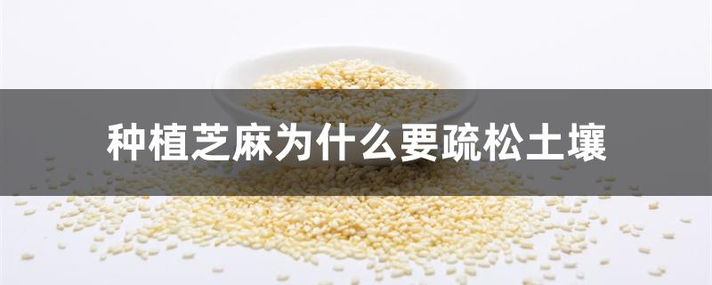 种植芝麻为什么要疏松土壤 种植芝麻为什么要疏松土壤