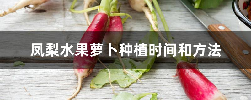 凤梨水果萝卜种植时间和方法 凤梨水果萝卜种植时间和方法