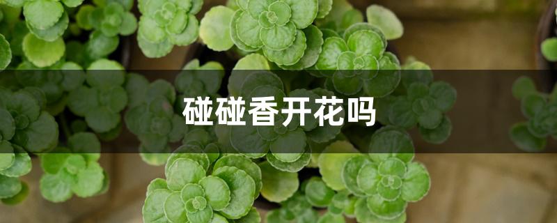 碰碰香开花吗 碰碰香开花吗