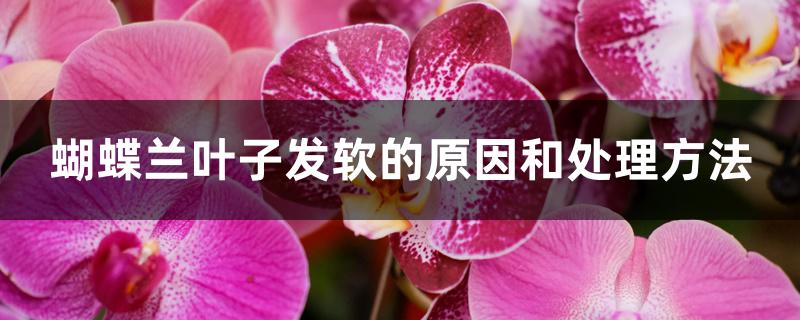 蝴蝶兰叶子发软的原因和处理方法 蝴蝶兰叶子发软的原因和处理方法