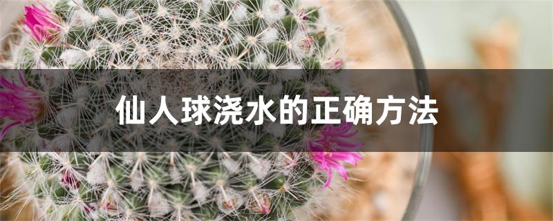 仙人球浇水的正确方法 仙人球浇水的正确方法