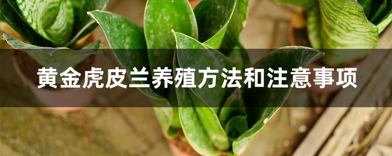黄金虎皮兰养殖方法和注意事项 黄金虎皮兰养殖方法和注意事项