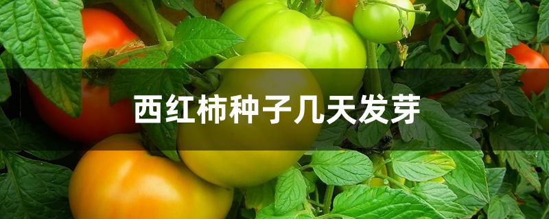 西红柿种子几天发芽 西红柿种子几天发芽