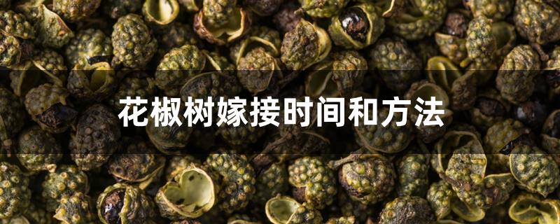 花椒树嫁接时间和方法 花椒树嫁接时间和方法