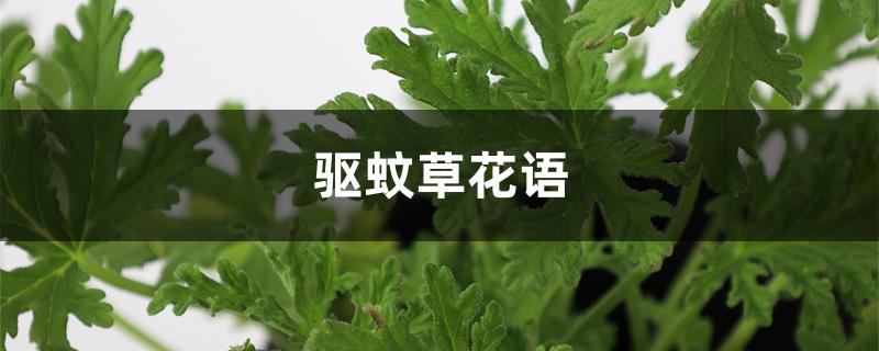 驱蚊草花语